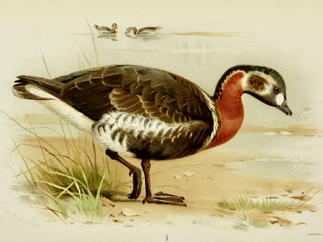 Rödhalsad gås