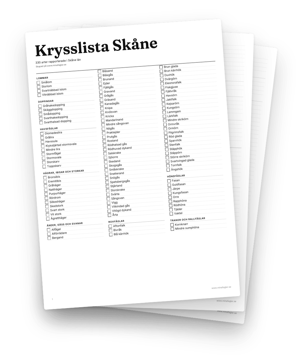 Tre utskrivna krysslisteark med kryssrutor för varje fågelart, som ligger på varandra