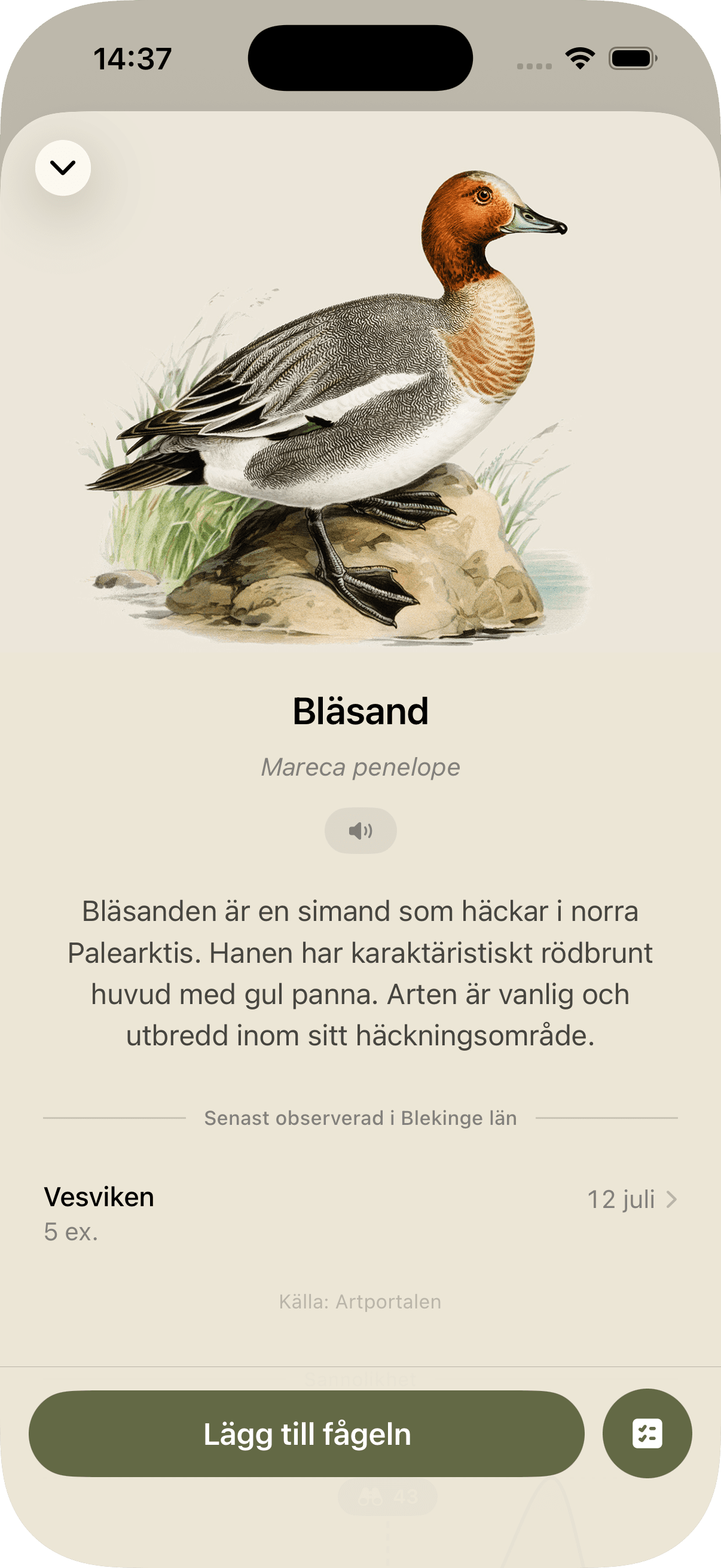 Mina fåglar – fågelkort för Bläsand