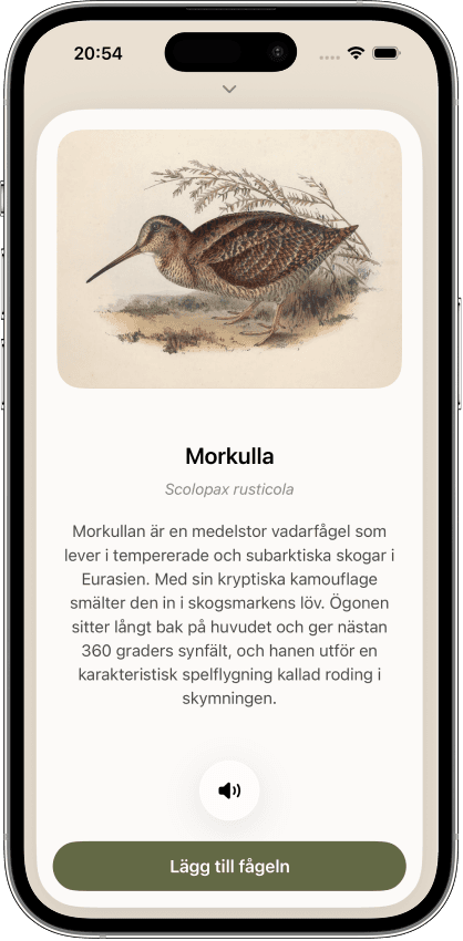 Mina fåglar – fågeldetalj Morkulla